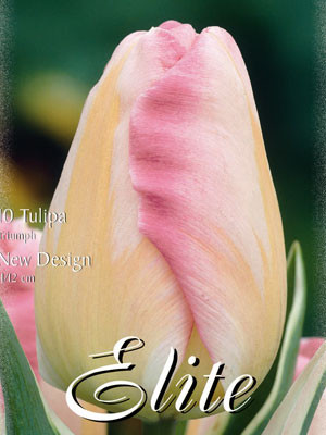 Triumph Tulpen "New Design" (Art.Nr. 595242)