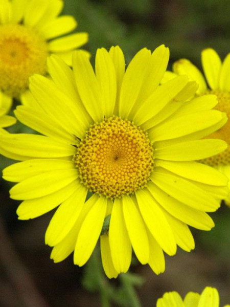 Färber-Kamille &#039;Kelway&#039;, Anthemis tinctoria, Färber-Hundskamille