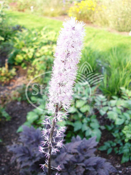 Cimicifuga ramosa 'Pink Spike', September-Silberkerze, Trauben-Silberkerze