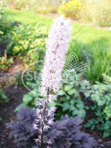 Cimicifuga ramosa &#039;Pink Spike&#039;, September-Silberkerze, Trauben-Silberkerze