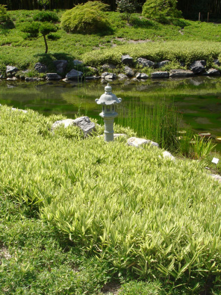 Silverstreifenbambus japanischer Garten