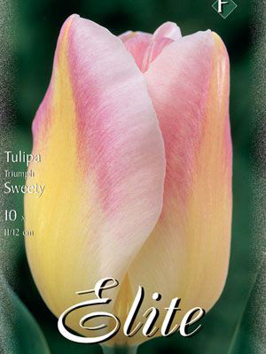 Triumph-Tulpe &#039;Sweety&#039; (Art.Nr. 595262)