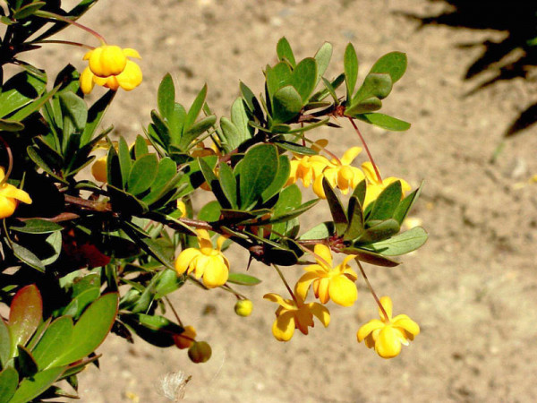 Berberis buxifolia nana, Buchsbaumblättrige Berberitze