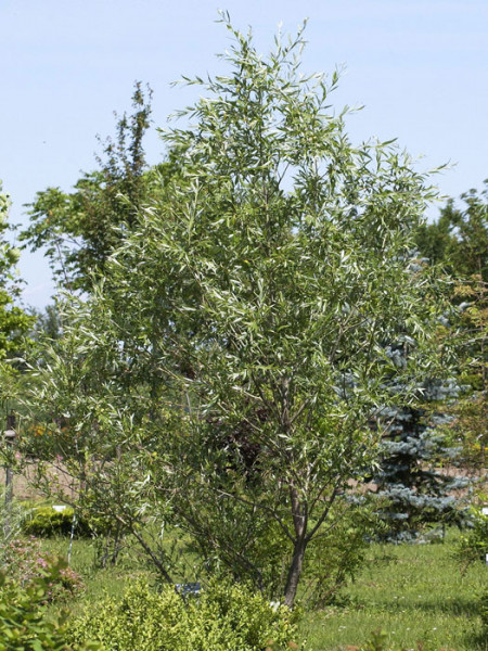 Salix purpurea, Purpurweide