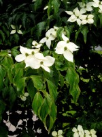 Cornus kousa, Japanischer Blumenhartriegel