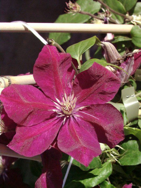 Blüte der Clematis 'Rouge Cardinal'