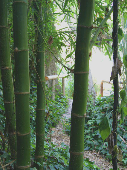Phyllostachys vivax &#039;Mc Clure&#039;, Großer Elegant-Bambus
