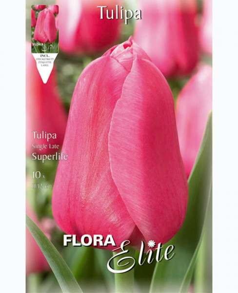 Einfache späte Tulpe &#039;Superlife&#039; (Art.Nr. 5953700)