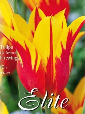 Lilienblütige Tulpe &#039;Firewings&#039; (Art.Nr. 595460)