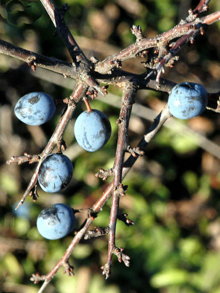 Prunus spinosa, Schwarzdorn, Schlehe