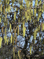 Corylus avellana 'Contorta', Korkenzieherhasel