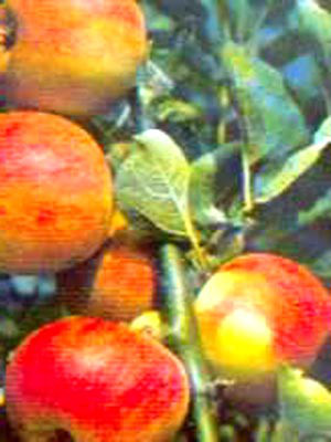 Apfel Piros