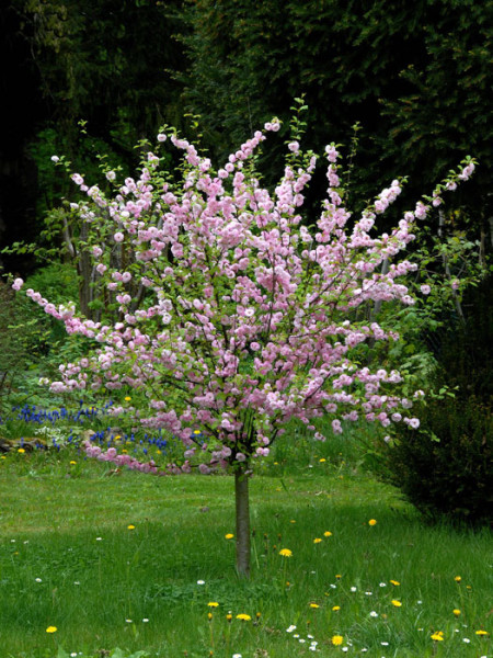 Prunus triloba, Mandelbäumchen