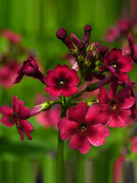 Primula japonica &#039;Millers Crimson&#039;, Japan-Schlüsselblume, japanische Etagenprimel