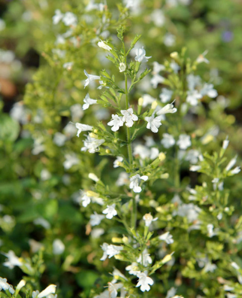 Calamintha nepeta &#039;Marvelette White&#039;, Bergminze