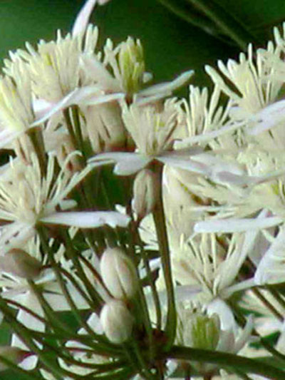 Clematis recta &#039;Purpurea&#039; (M), Aufrechte Waldrebe