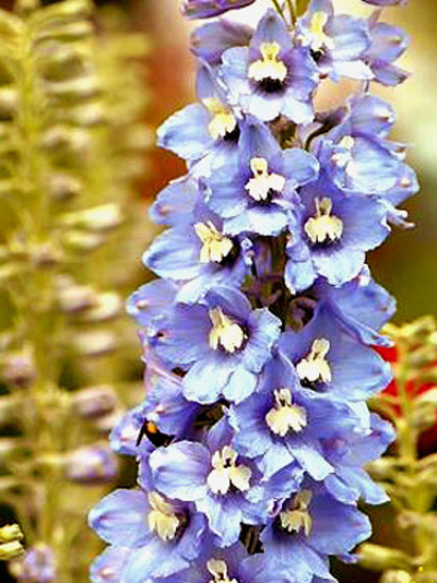 Delphinium belladonna &#039;Capri&#039;, Rittersporn, verzweigter Gartenrittersporn