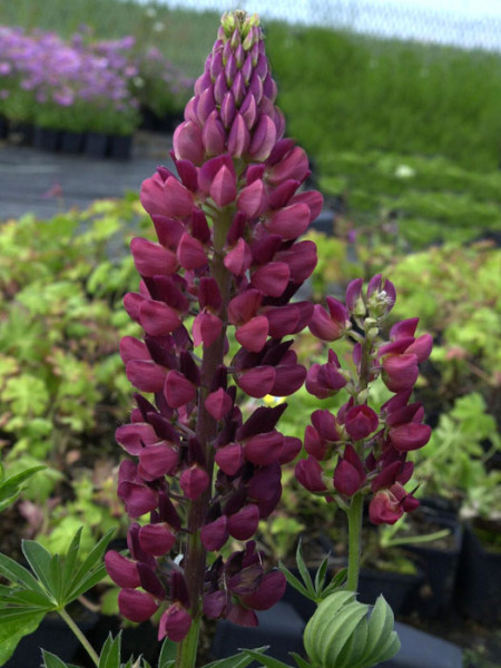 Lupinus nanus &#039;Gallery Red Shades&#039;, Lupine, Wolfsbohne