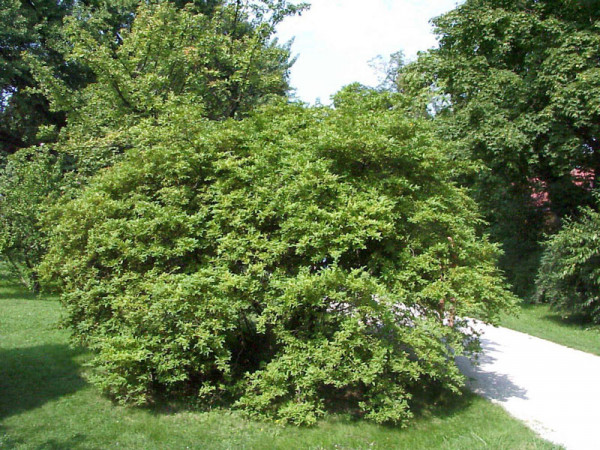 Ligustrum obtusifolium regelianum, Flächen-Liguster