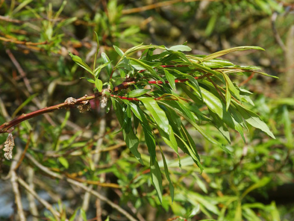 Japanische Drachenweide Blatt