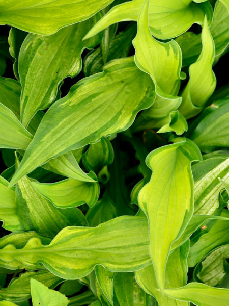 Hosta x fortunei &#039;Albopicta&#039; (syn. &#039;Aureomaculata&#039;), Garten-Funkie, Grünrand-Funkie, Herzblatt-Lilie