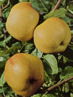 Apfel 'Dülmener Rosenapfel'