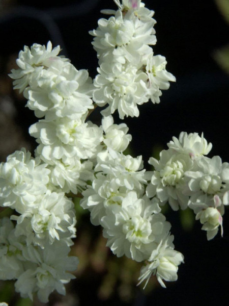 Filipendula vulgaris &#039;Plena&#039;, Knollen-Mädesüß, kleines Mädesüß