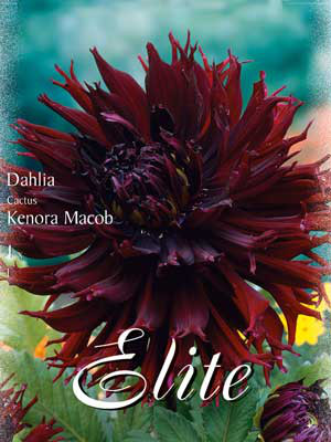 Kaktus-Dahlie &#039;Kenora Macob&#039;, Dahlia (Art.Nr. 520330)