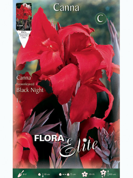 Canna &#039;Black Night&#039;, Canna indica (Art.Nr. 5209900)