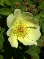 Rose Hugonis (Rosa hugonis) - Wildrose aus China