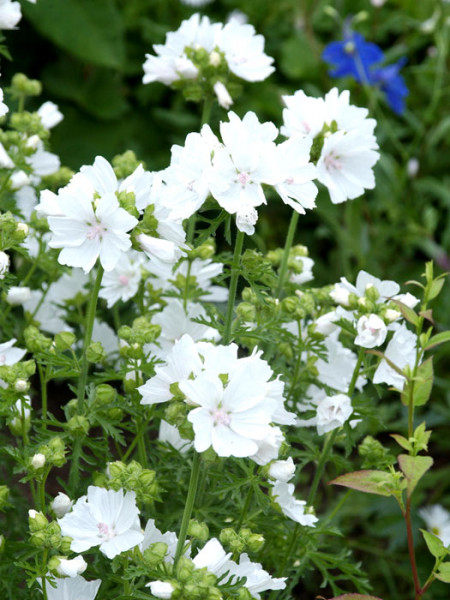 Malva moschata &#039;Alba&#039;, Weiße Moschus-Malve