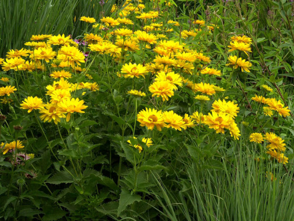 Heliopsis scabra &#039;Venus&#039;, Sonnenauge