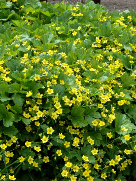 Waldsteinie Blüte