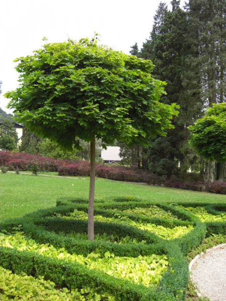 Acer platanoides Globosum, Kugelahorn - Hochstamm