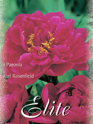 Pfingstrose &#039;Karl Rosenfield&#039;, Paeonia (Art.Nr. 521904)