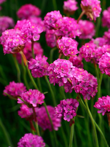 Armeria maritima &#039;Splendens&#039; (M), Grasnelke, Strandgrasnelke