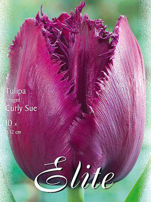 Gefranste Tulpe &#039;Curly Sue&#039; (Art.Nr. 595515)