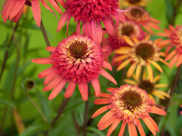 Echinacea purpurea &#039;Irresistible&#039;, Scheinsonnenhut