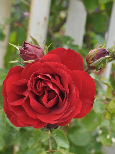 Blühende Rose Amadeus