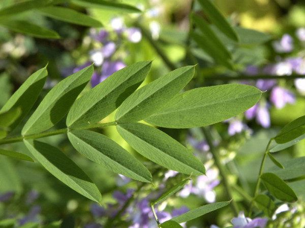 Baptisia australis, Indigolupine