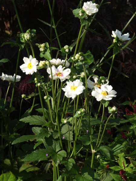 Die Herbstanemone 'Wirbelwind' während der Blüte