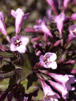 Weigela florida 'Purpurea', Purpurweigelie