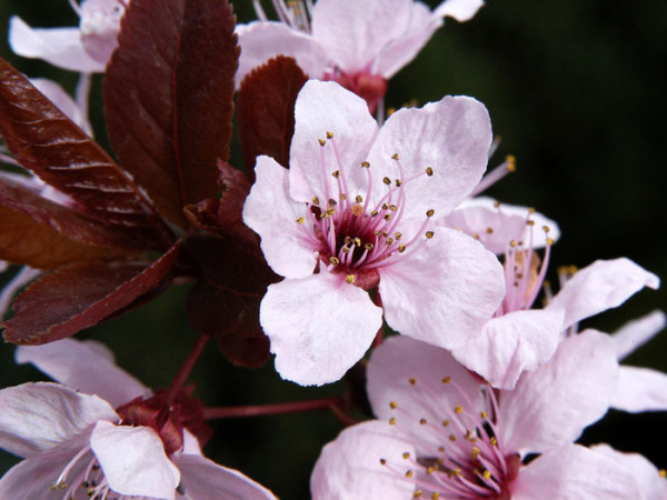 Prunus cerasifera &#039;Nigra&#039;, Blutpflaume