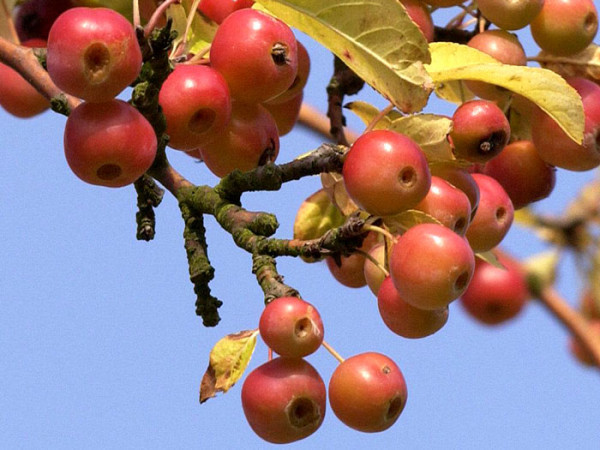 Malus &#039;Red Sentinel&#039;, Zierapfel