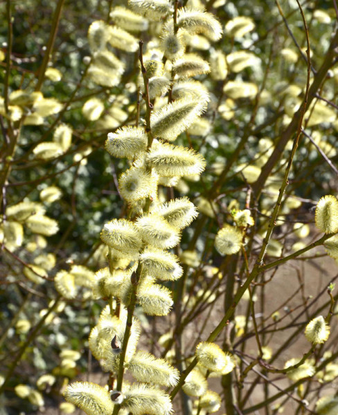 Salix caprea &#039;Mas&#039;, Männliche Kätzchenweide, Palmweide