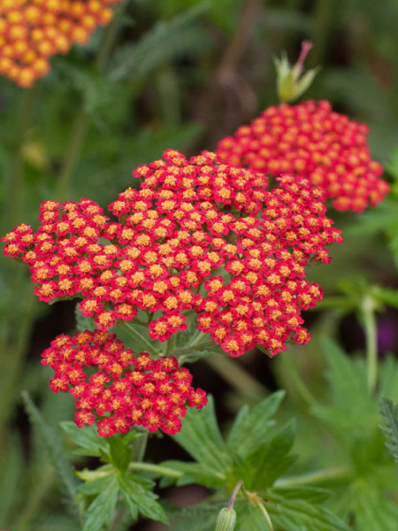 Achillea filipendulina &#039;Feuerland&#039;, Schafgarbe &#039;Feuerland&#039;, rote Goldquirl-Garbe