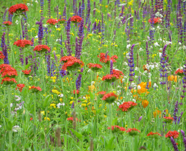 Blumenwiese - Bienenwiese