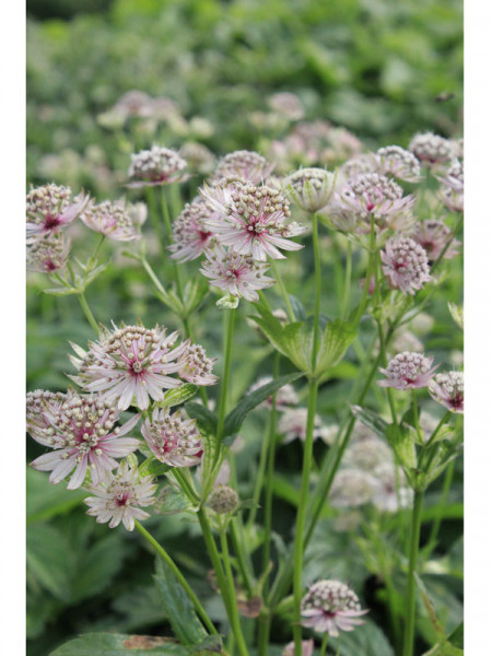 Astrantia major, Große Sterndolde