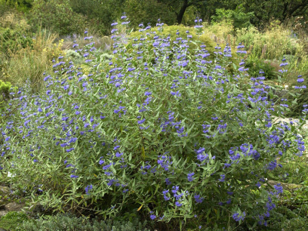 Die Bartblume 'Heavenly Blue' als Strauch