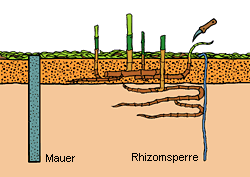 rhizomsperre